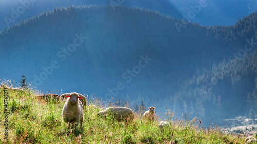 Beautiful flock of sheep gr...