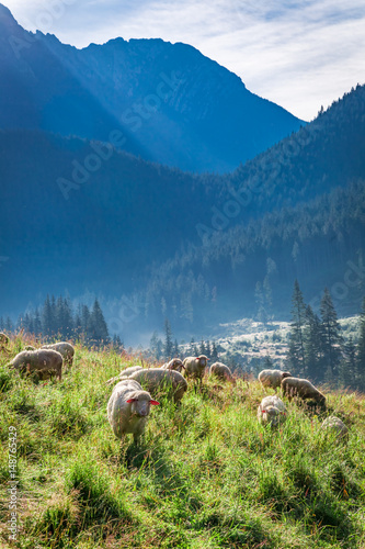 Wonderful flock of sheep gr...