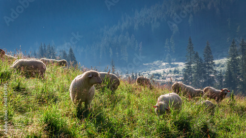 Beautiful grazing herd of s...