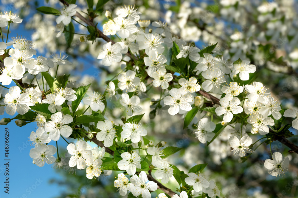Spring cherry with white flowers against the sky. Spring cherry with white flowers against the sky.