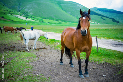 Fototapeta Naklejka Na Ścianę i Meble -  Closeup of the snout of the beautiful brown horse