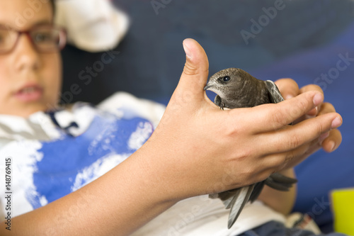 Child's hands protect a small bird that falls from the nest.