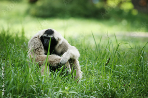 White gibbon sitting on the green grass