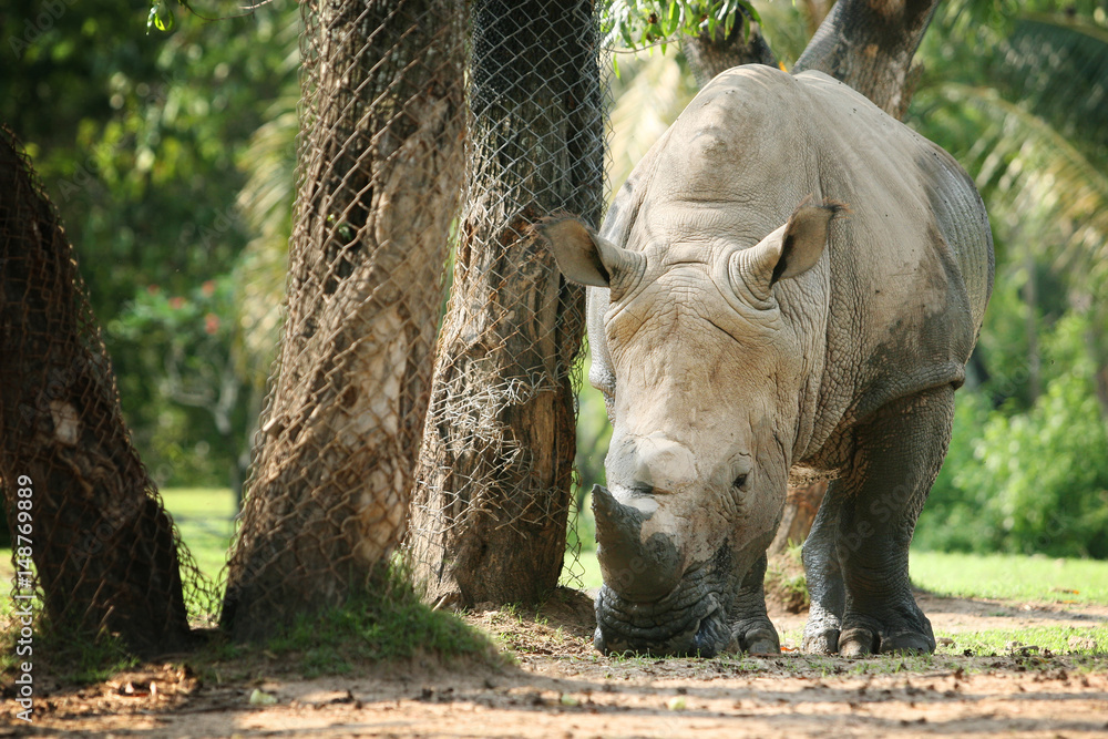 Rhino walking and eating food on the floor Rhino walking and eating food on the floor