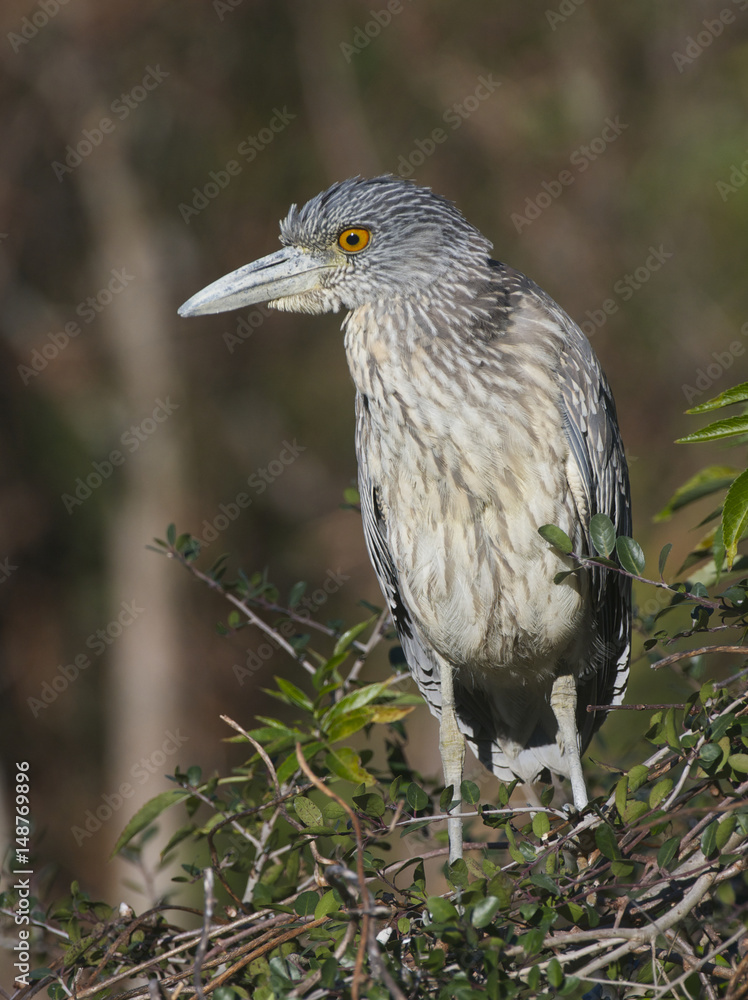 Obraz premium Adult Yellow-crowned Night Heron, Nyctanassa violacea