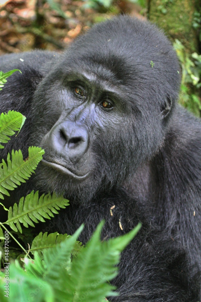Endangered gorilla in the beauty of african jungle, silverback and family, Gorillas and rare african wildlife Endangered gorilla in the beauty of african jungle, silverback and family, Gorillas and rare african wildlife