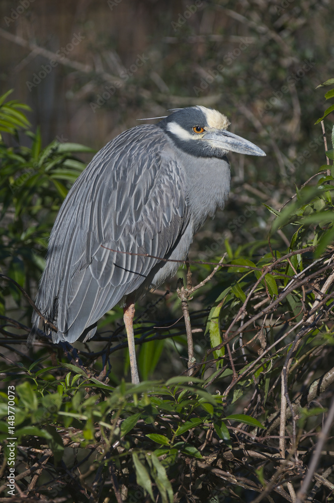 Fototapeta premium Adult Yellow-crowned Night Heron, Nyctanassa violacea