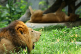 Male lion sitting on the floor