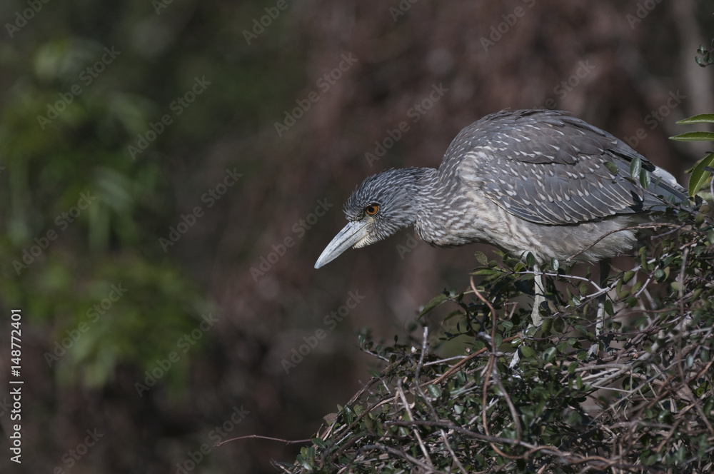 Fototapeta premium Young Yellow-crowned Night Heron