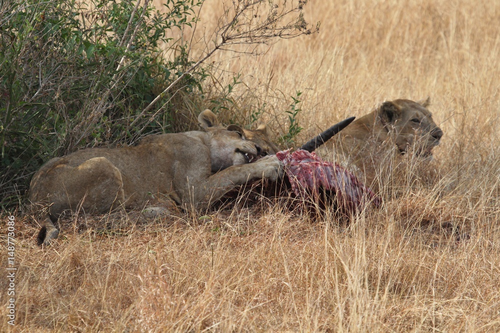 Lion females is feeding in the shadows of a green tree, wild animal, african wildlife, this is africa, lions leader, nature habitat Lion females is feeding in the shadows of a green tree, wild animal, african wildlife, this is africa, lions leader, nature habitat