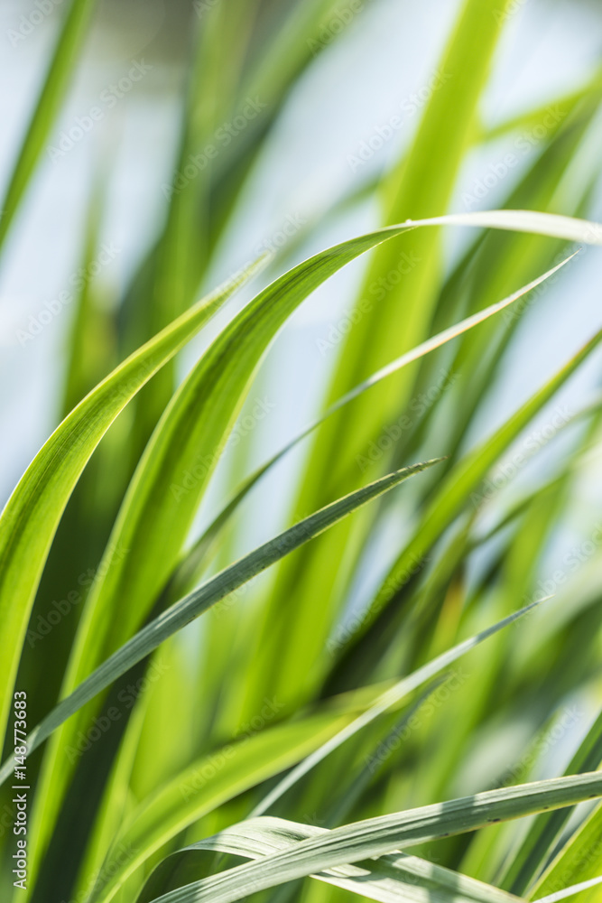 Long reeds next to water. Long reeds next to water.