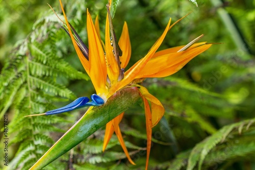 Fleur Oiseau de paradis, Strelitzia reginae
