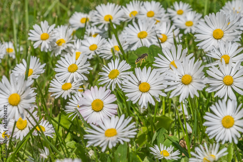 Daisy flowers Daisy flowers