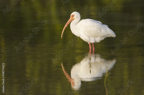 White Ibis  Eudocimus albus