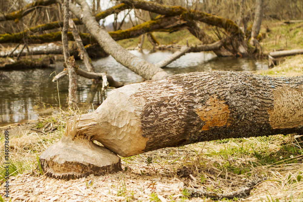 Fototapeta premium Beavers building a dam in a river in the middle of forest. Macro shot of a large linden tree stump is the woods, chewed by beavers in early autumn.