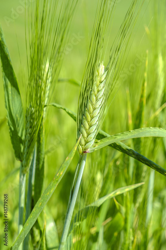 Wheat in a field in the italian countryside
