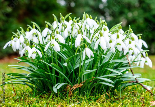 snowdrops - Galanthus