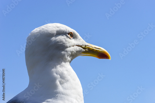 Head shot of seagull in front of blue sky.