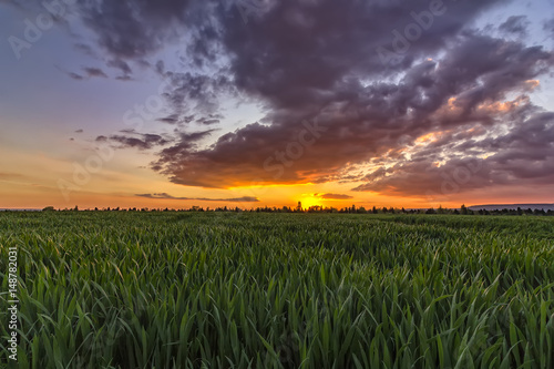 young green wheat field at amazing sunset