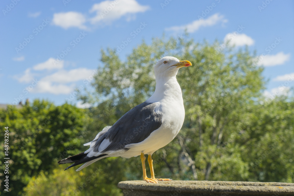 Seagull standing in the sun. Seagull standing in the sun.