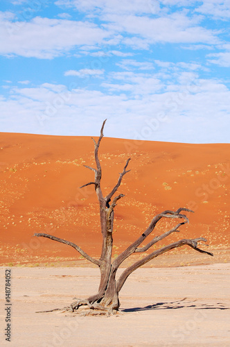 Impressive Tree in the Namib of Namibia