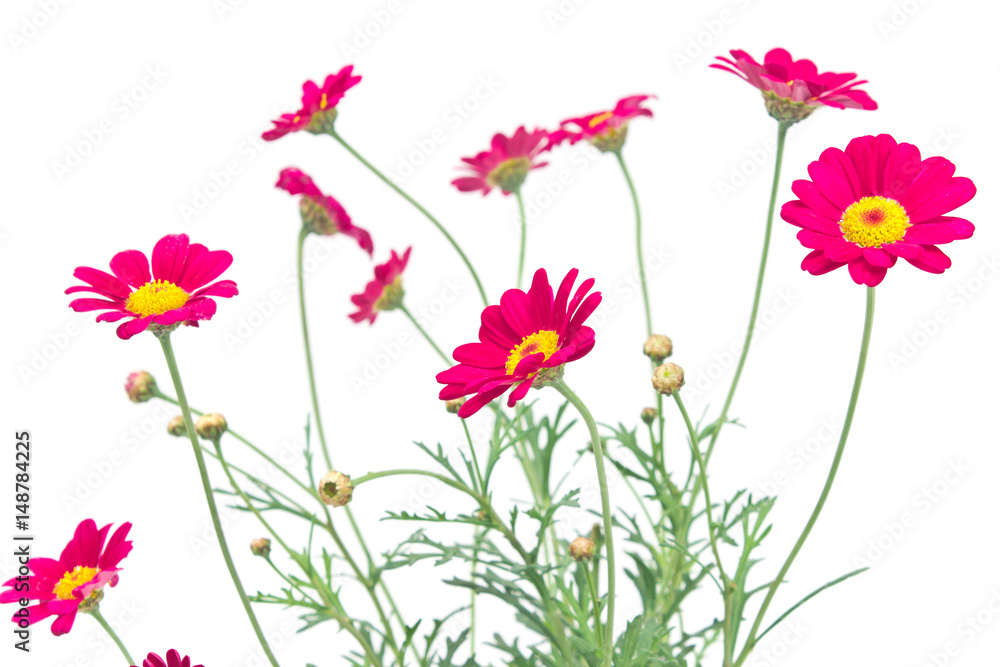 Red daisy flower isolated on white background Red daisy flower isolated on white background