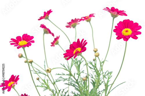 Wallpaper Mural Red daisy flower isolated on white background Torontodigital.ca