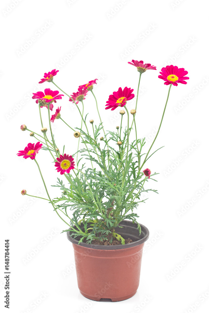 Red daisy flower in pot  isolated on white background