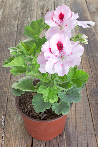 English geranium flower in pot on wooden background