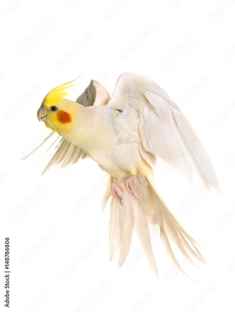 Obraz premium cockatiel flying in studio