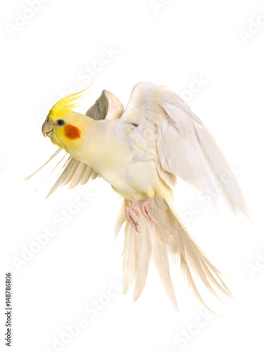cockatiel flying in studio
