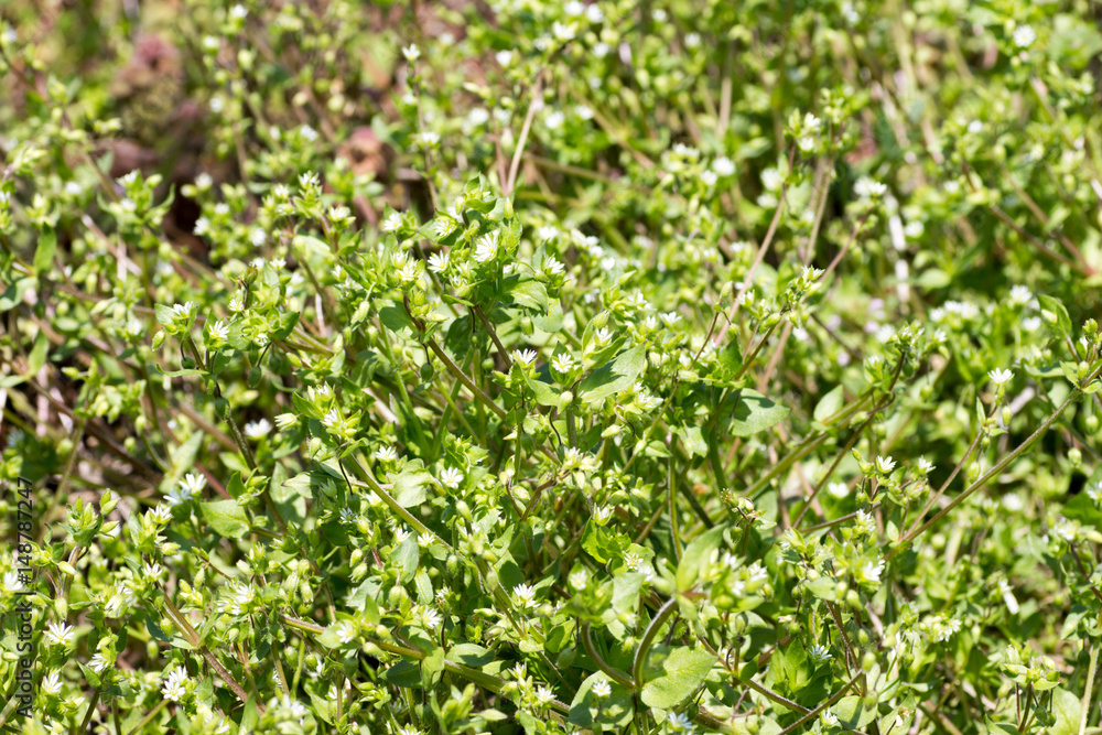 Stellaria aquatica Scop Stellaria aquatica Scop