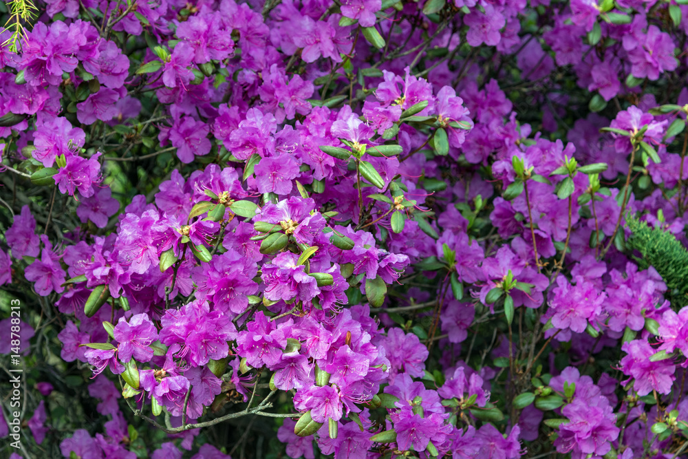 Flowers on the tree. Spring flowers Flowers on the tree. Spring flowers