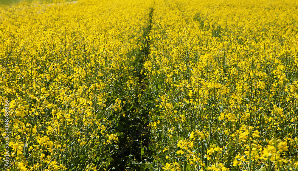 Rural background, yellow field of rapeseed flowers