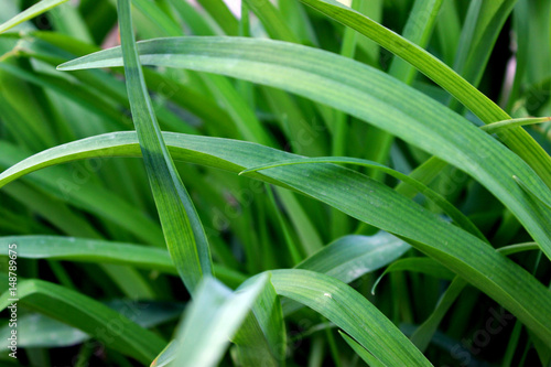 Fresh grass background