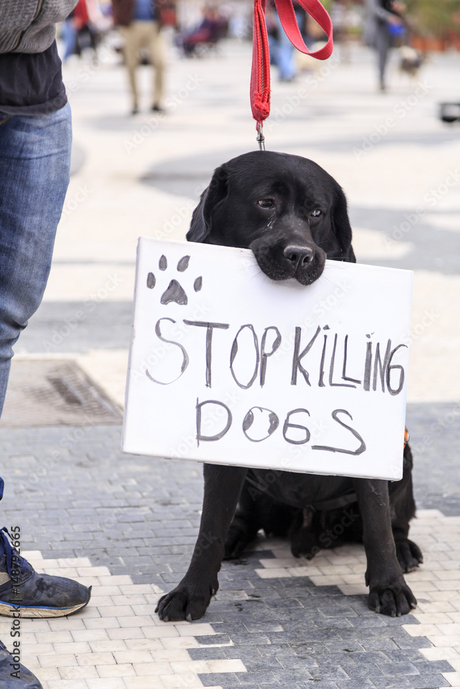 Cute dog holding a banner in his mouth saying Stop Killing Dogs Stock
