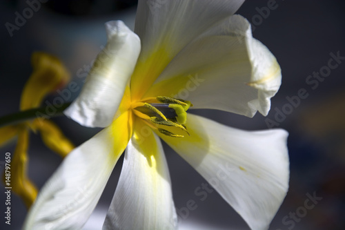 Blooming white yellow tulip flower