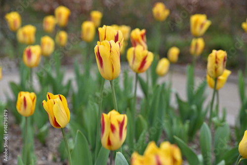 Tulipes jaune et rouge au printemps au jardin