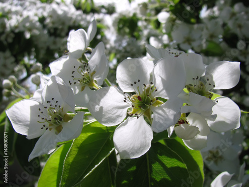 Close-up of pear blossoms photo