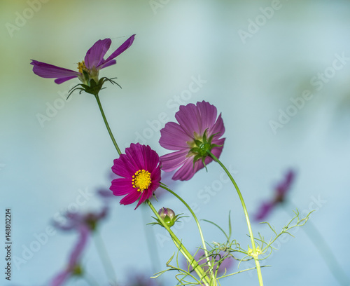 Cosmos flower near the river