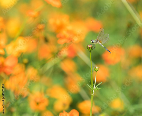 Dragonfly on the beautiful  orange flower