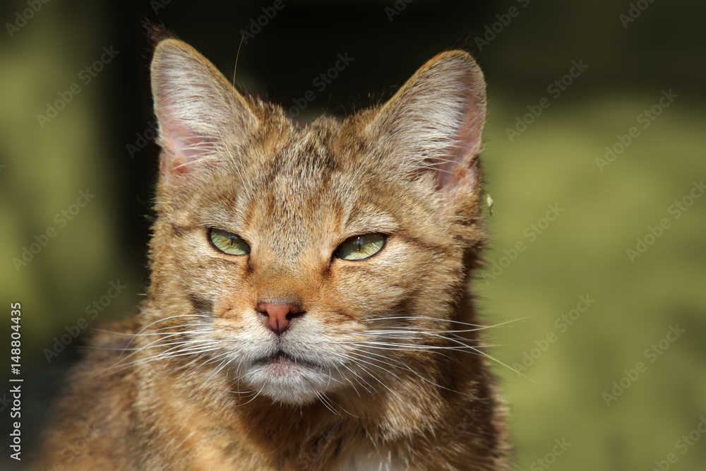 Portrait Europäische Wildkatze - Felis silvestris silvestris