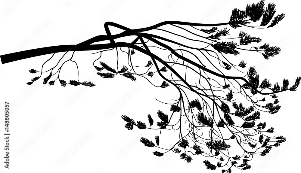 Fototapeta premium isolated on white black pine tree branch