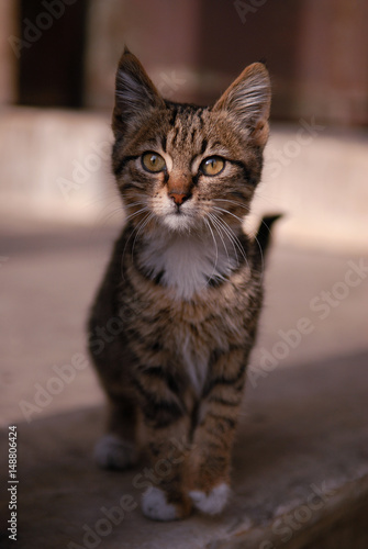 Cute muzzy lovely kitten gray cat is looking with interest on photographer. Black and white street glamorous black cat. Shadow and light. Black cat. Dark turtle cat. © Mikhail Leonov