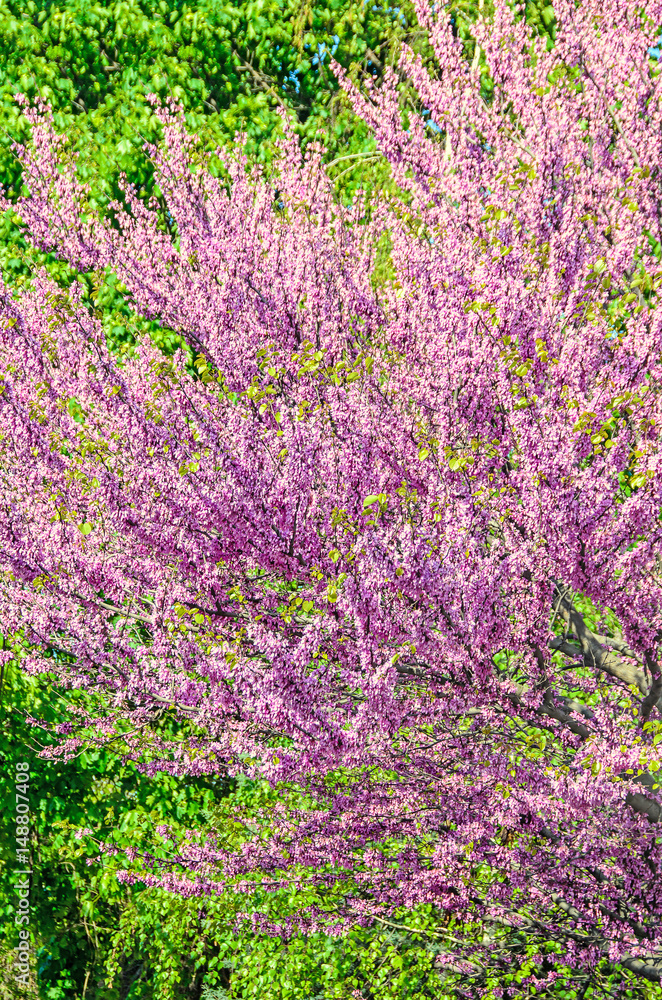 Violet tree flowers of Cercis siliquastrum, Judas tree outdoor Violet tree flowers of Cercis siliquastrum, Judas tree outdoor