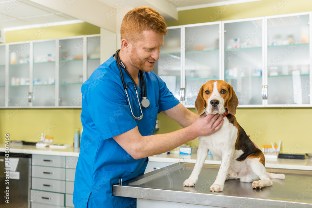 veterinary examing cute beagle dog at clinic veterinary examing cute beagle dog at clinic
