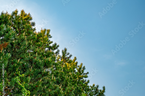 Wallpaper Mural Pine branches with buds against clear blue sky Torontodigital.ca