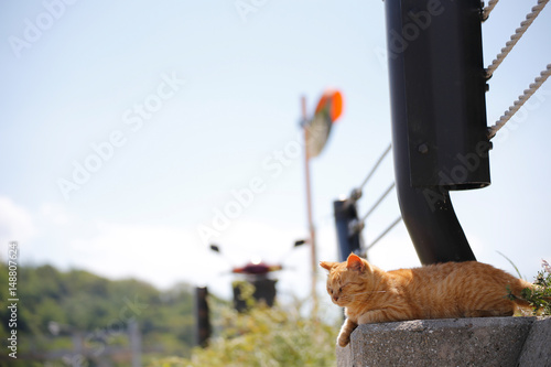 Island cat photo