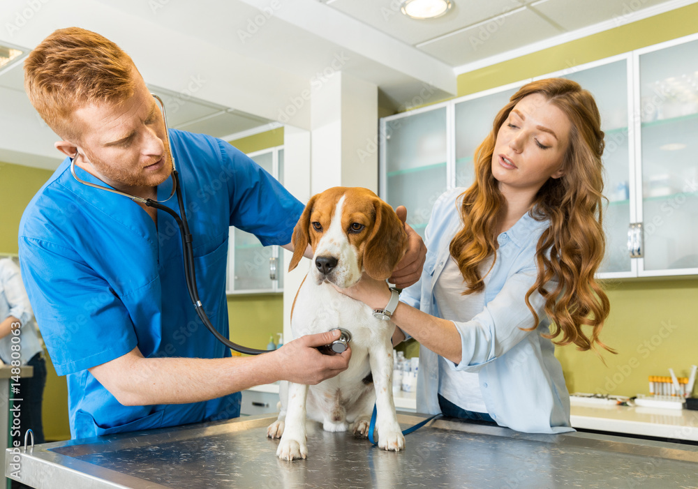 Φωτογραφία Doctor examining Beagle dog with woman assistant at veterinary clinic