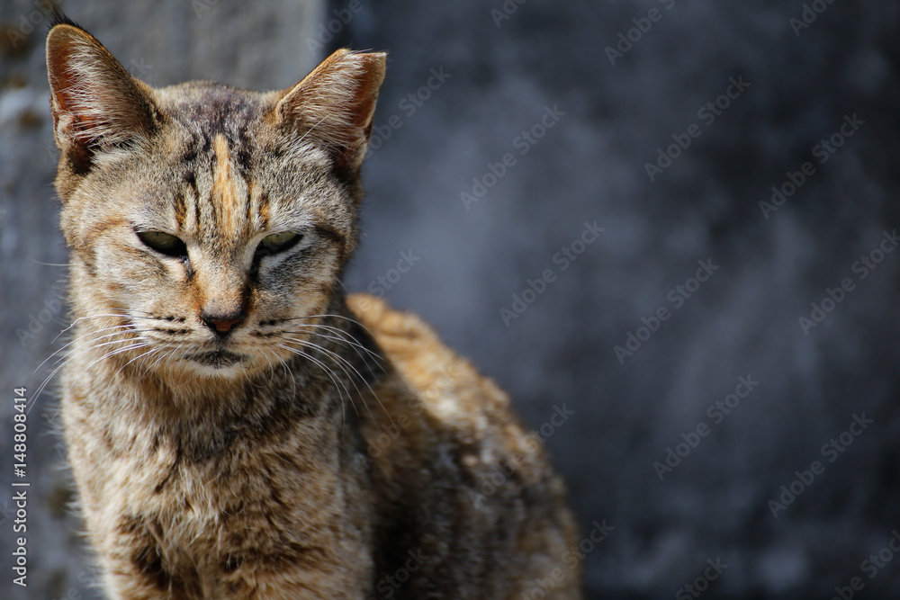 Island cat Island cat